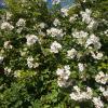 DSCN0045